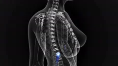 3D animation LUNGS WITH HEART | Stock Video | Pond5 3D animation LUNGS WITH HEART | Stock Video | Pond5