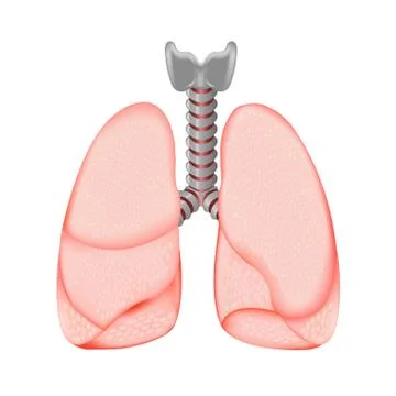 Human lungs Stock Illustration