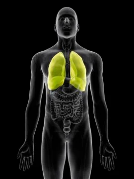 Human lungs Stock Illustration