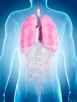Human lungs Stock Illustration