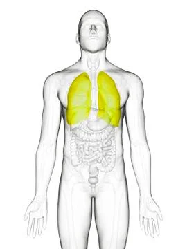Human lungs Stock Illustration