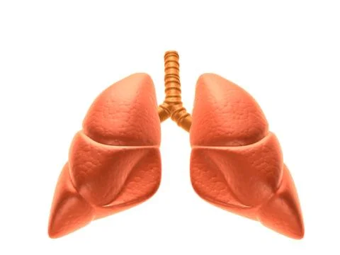 Human Lungs Stock Illustration