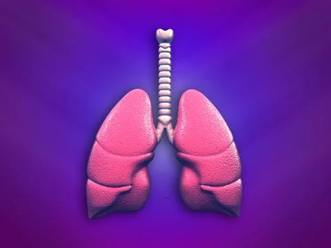 Human lungs. Stock Illustration