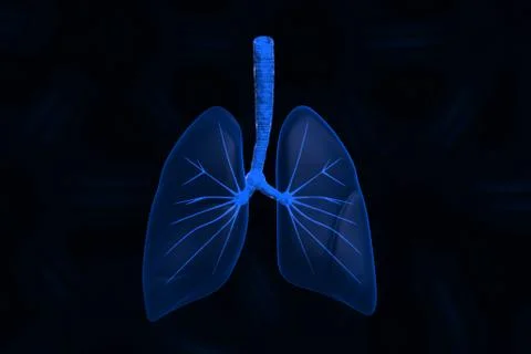 Human lungs Stock Illustration