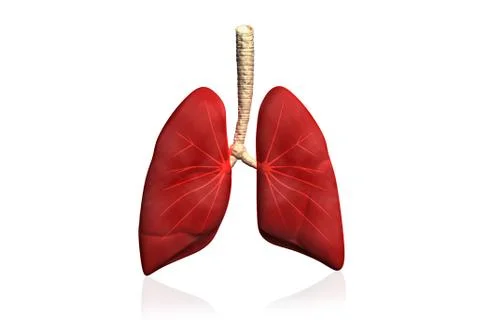 Human lungs Stock-Illustration