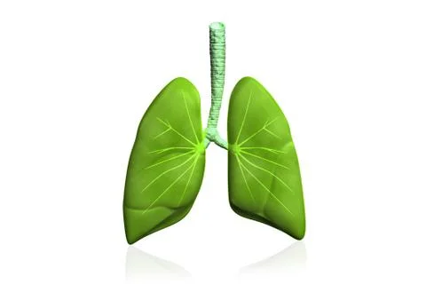 Human lungs Stock Illustration