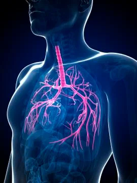 Human lungs, illustration Stock Illustration