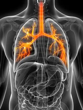 Human lungs, illustration Stock Illustration