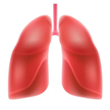 Human lungs isolated on white background. Illustrazione stock