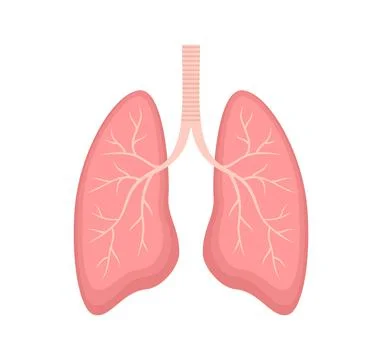 Human lungs isolated on white background. Flat vector illustration Stock Illustration