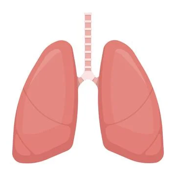 Human lungs isolated on white background. Vector illustration. Illustrazione stock
