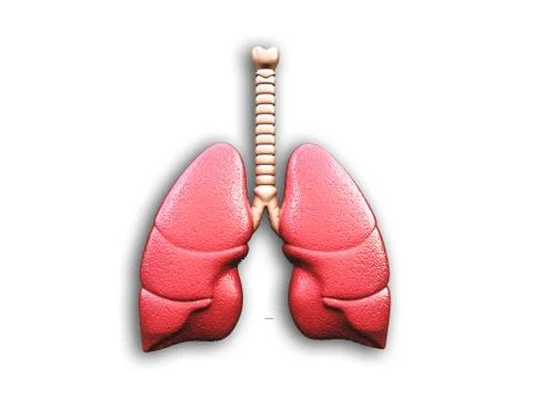 Human lungs isolated on white. Stock Illustration