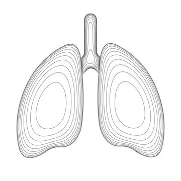 Human lungs lined wireframe. Front view with trachea. Vector illustration. Illustrazione stock