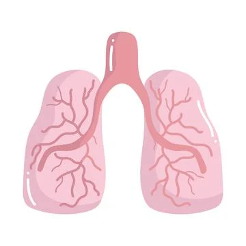Human lungs organ Stock Illustration
