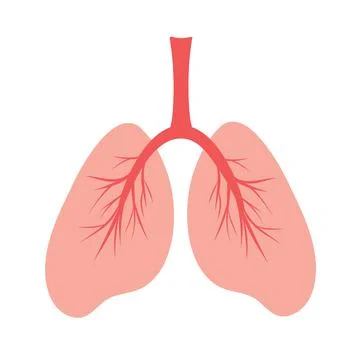 Human lungs, schematic color illustration of human lungs with vessels. Anatom Stock Illustration