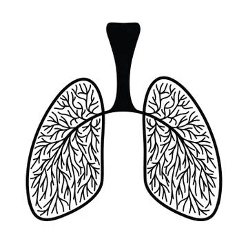 Human lungs, schematic illustration of human lungs with blood vessels. Sketch Stock Illustration