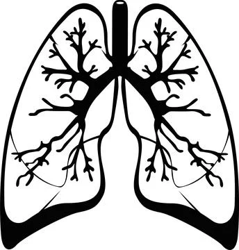 Human Lungs Silhouette Vector Illustration - Respiratory System Anatomy Illustrazione stock