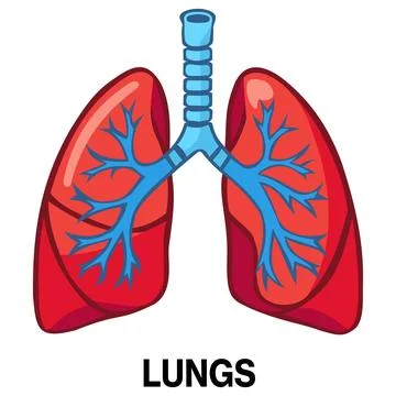 Human lungs vector icon Ilustración de archivo