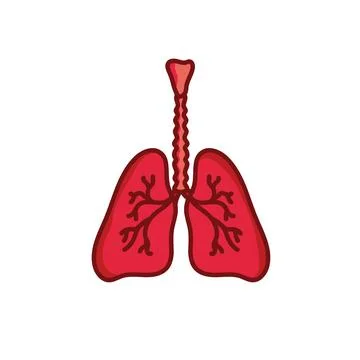 Human lungs vector illustration Stock Illustration