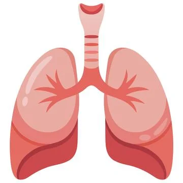 Human Lungs Vector Illustration Respiratory System Anatomy Medical Icon Stock Illustration