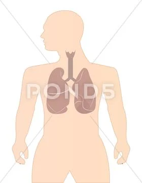Human lungs on white background Stock Illustration