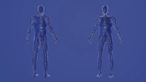 Human lymphatic system 3d anatomy Stock Footage 248376405