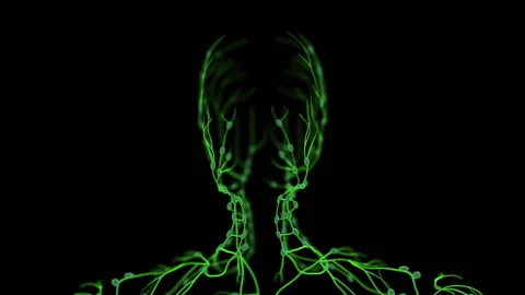Human Lymphatic System Anatomy Animation Vídeos de archivo 263695414