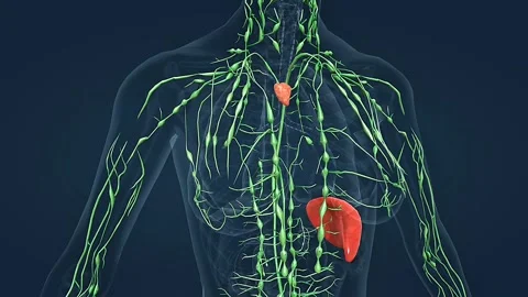 Human lymphatic system anatomy Stock Footage 308195500