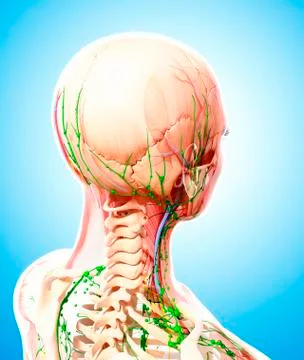 Human lymphatic system, artwork Stock Illustration
