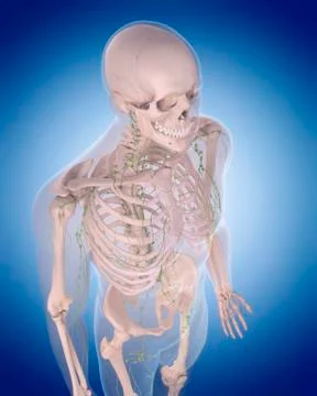Human lymphatic system Stock Illustration