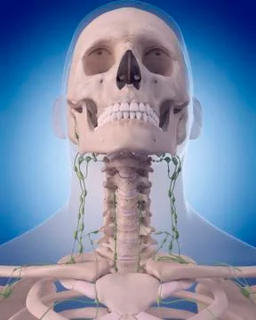 Human lymphatic system Stock Illustration