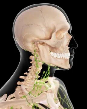 Human lymphatic system Stock Illustration