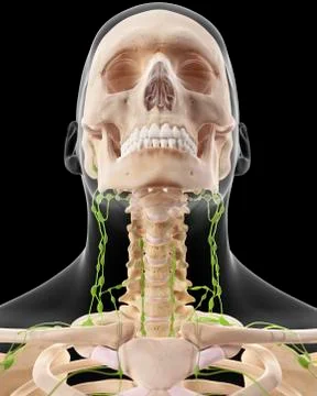 Human lymphatic system Stock Illustration