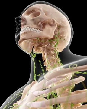 Human lymphatic system Stock Illustration