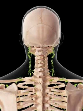 Human lymphatic system Stock Illustration