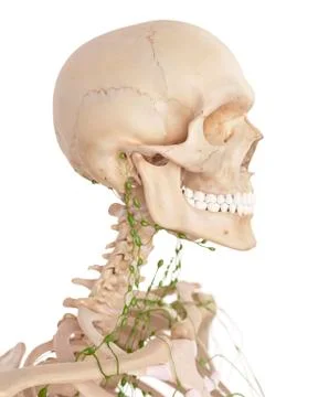 Human lymphatic system Stock Illustration