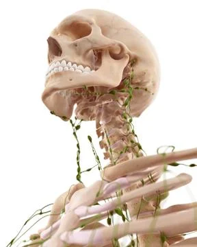 Human lymphatic system Stock Illustration