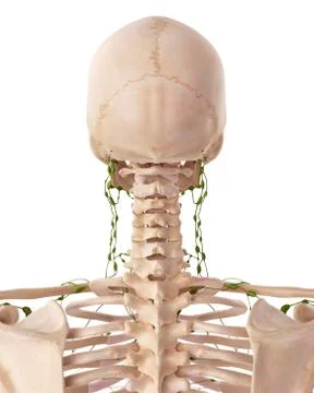 Human lymphatic system Stock Illustration