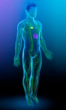 Human lymphatic system, illustration Stock Illustration