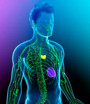 Human lymphatic system, illustration Stock Illustration