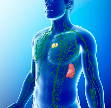 Human lymphatic system, illustration Stock Illustration