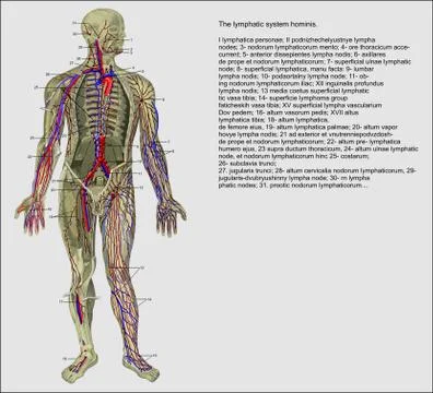 Human Lymphatic System Larine Stock Illustration