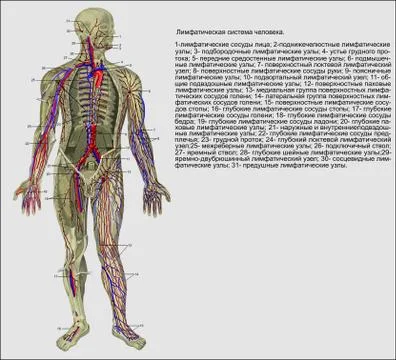 Human Lymphatic System ru Stock Illustration