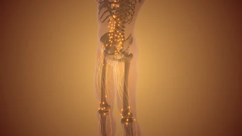 The human lymphatic system s anatomy 스톡 동영상 253968756