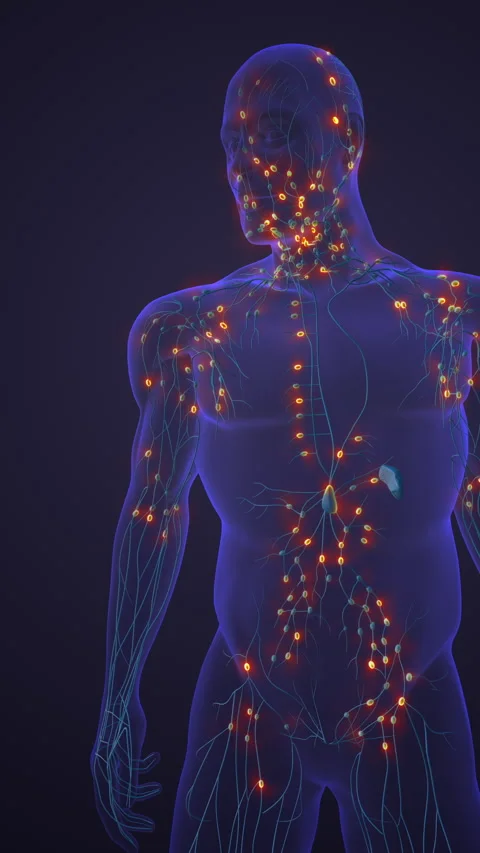 Human Lymphatic System of Vessels and Nodes 스톡 동영상 281910079