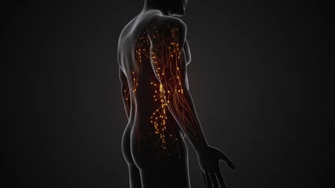 The human lymphatic system's anatomy Stock Footage 253287507