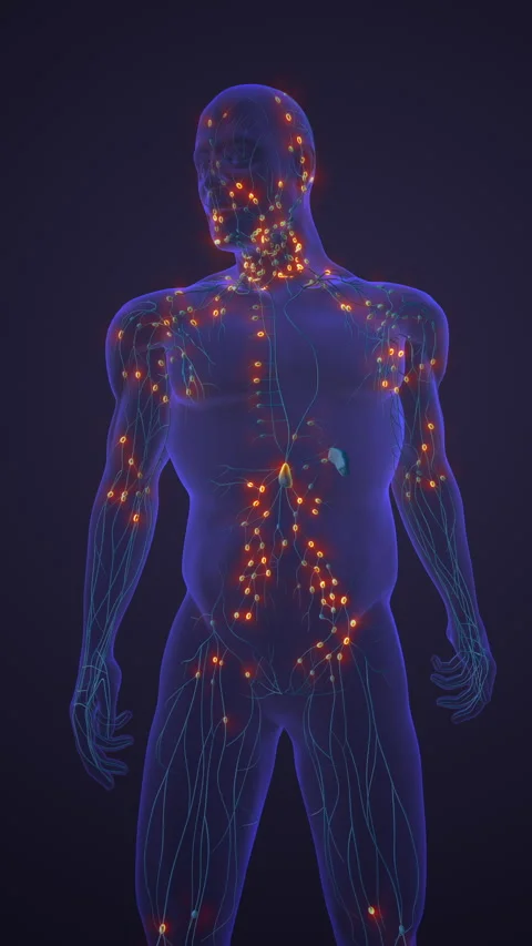 Human Lymphatic Vessel Pathway and Immune Support System Stock Footage 281910088