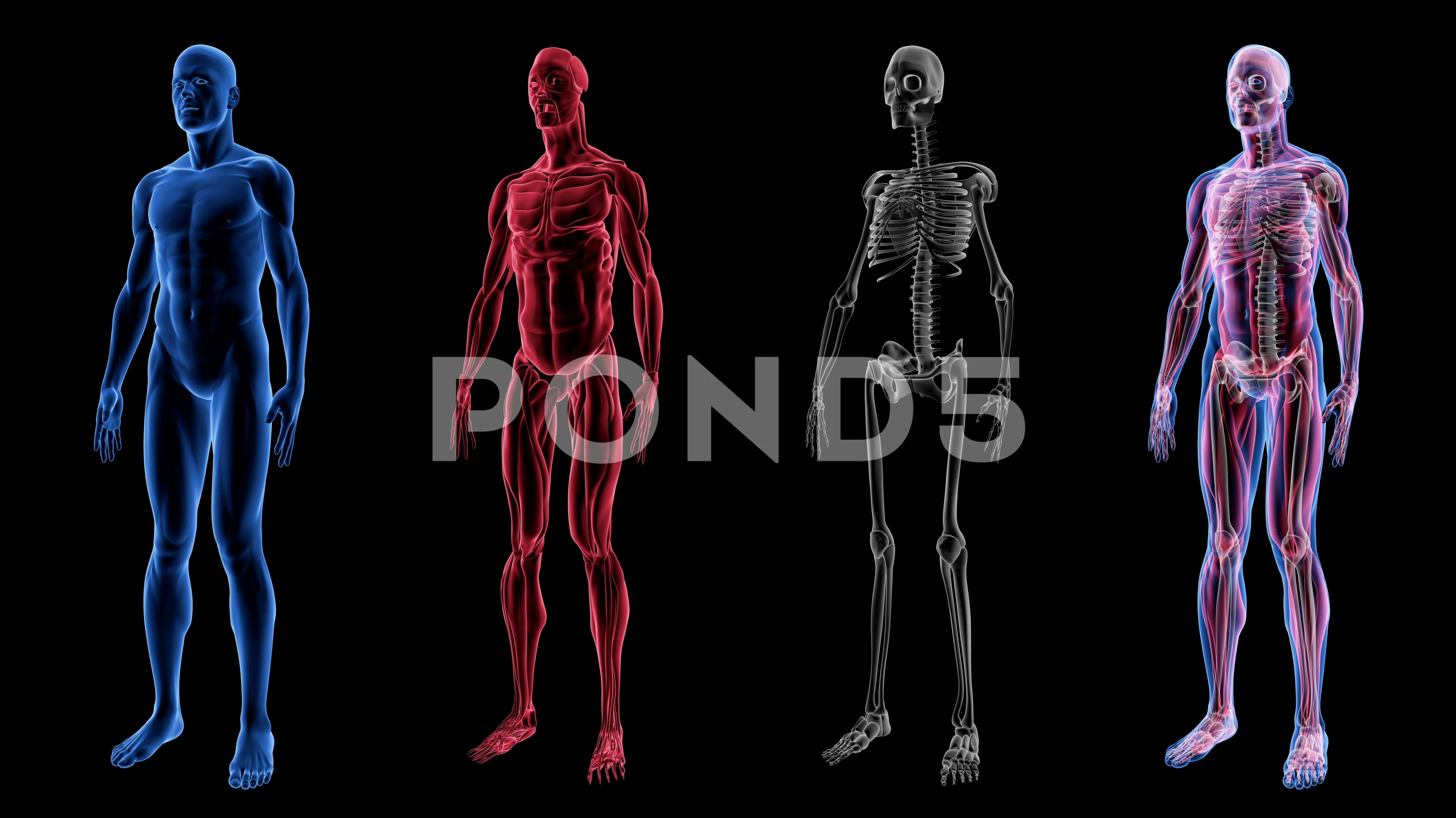 Human Male Anatomy 3D Animation Biology ... | Stock Video | Pond5