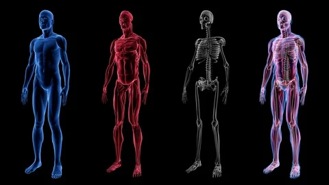 Human Male Anatomy 3D Animation Biology Science Technology Stock Footage