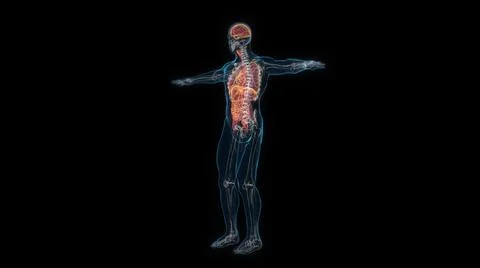 Human male body organs 3d hologram. 3D illustration Illustrazione stock